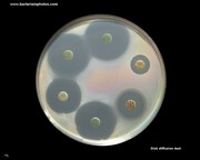 antibiotic discs on mueller hinton agar
